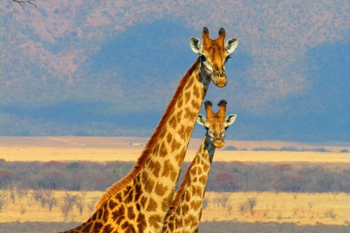 giraffes